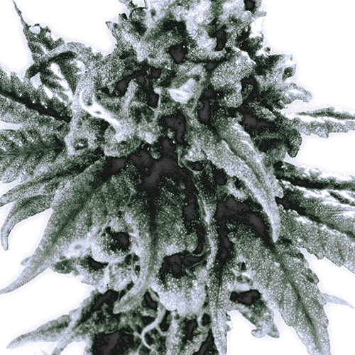 애리 (AIRY) - B,U.D